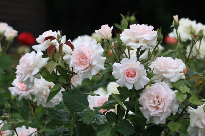 cómo hacer crecer una rosa grand sieckle