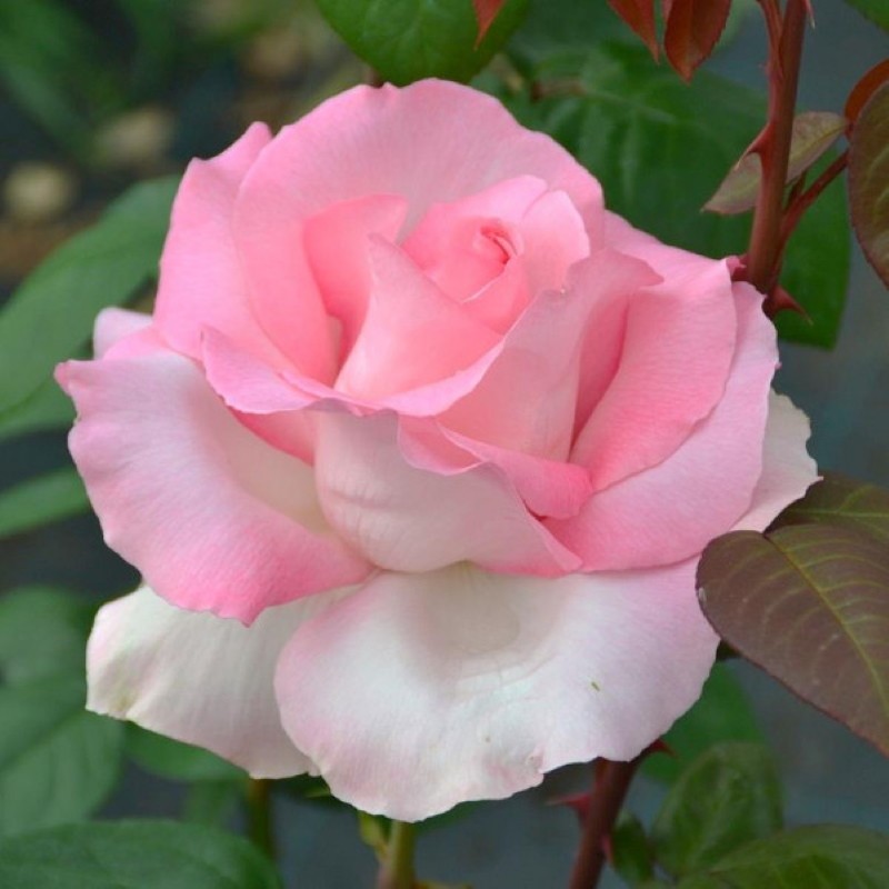 rose grand sieckle