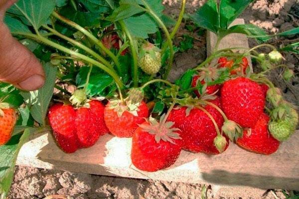 guimauve fraise sur le site