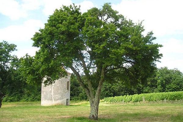 prune maison