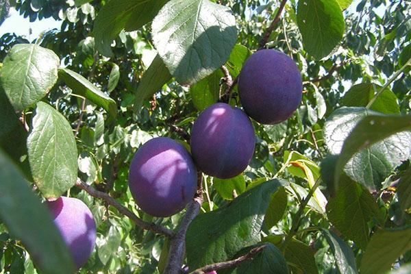 frutos de híbridos naturales