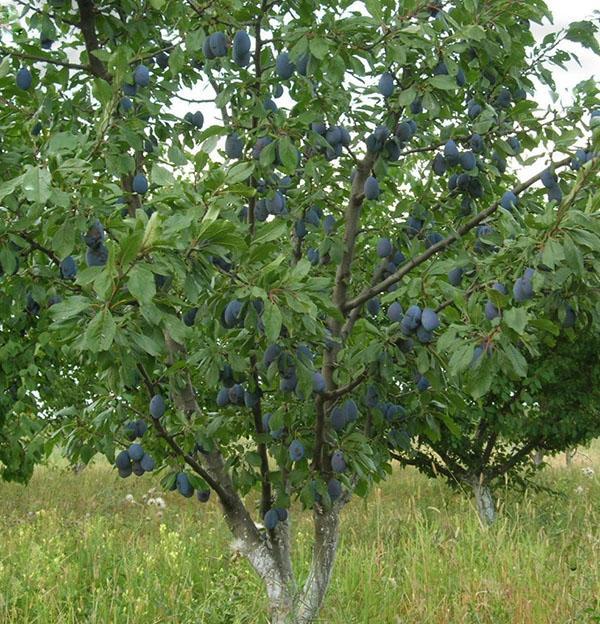 prune ranclode porte des fruits