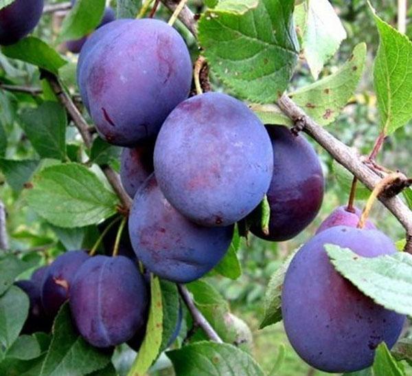 les fruits de la prune tambov