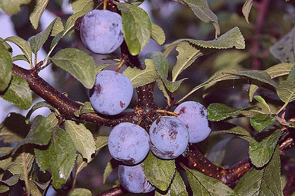 opale de variété de prune