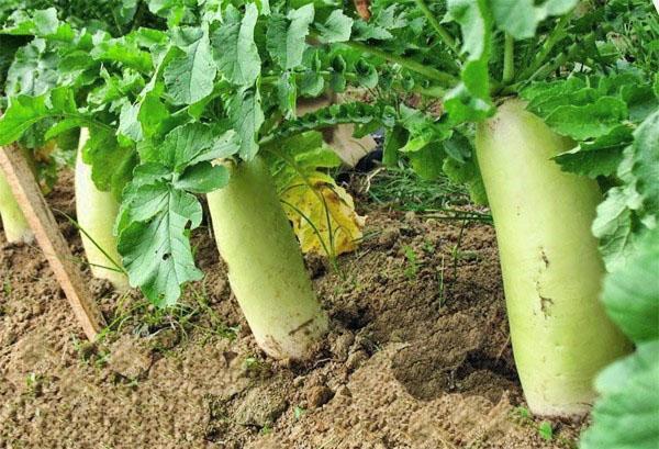 légume à maturation rapide