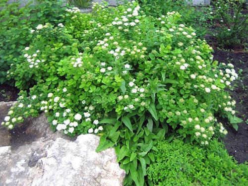 Spirea de hojas de abedul en composición