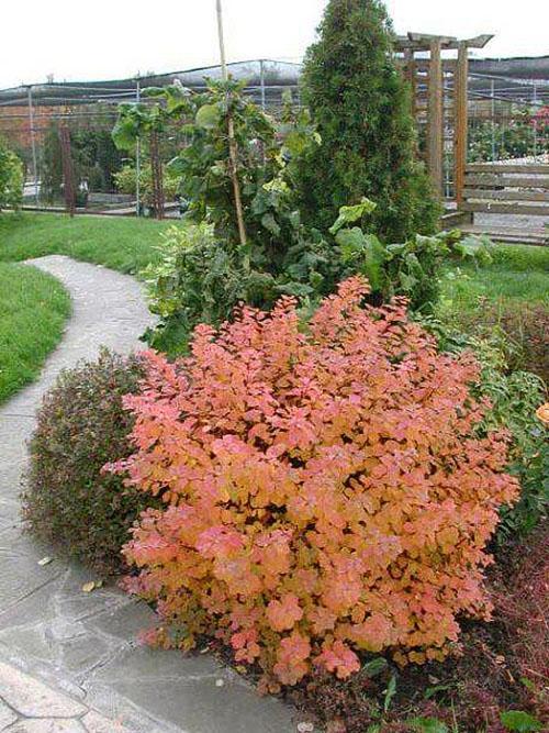 Spirea de abedul en diseño de paisaje