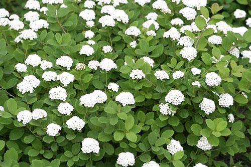 Spirea floreciente de hojas de abedul
