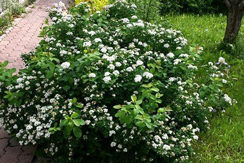 Belleza de hojas de abedul en el jardín