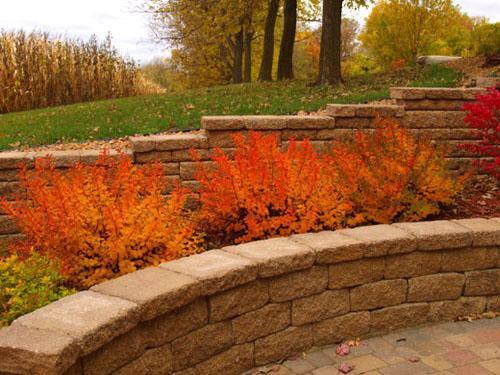 Spirea en otoño