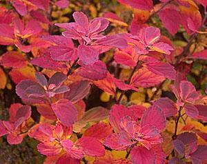 Abedul spirea en otoño