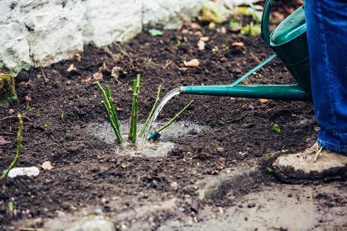 plantando rosas