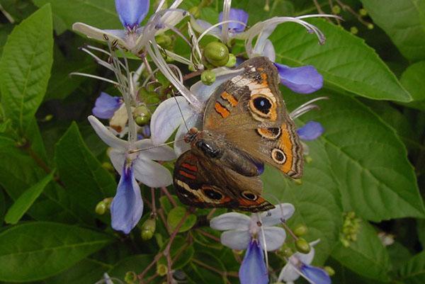 La floraison dure du milieu du printemps à l'automne