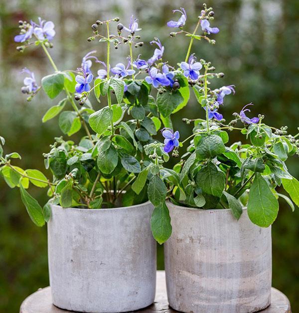 Clerodendrum ougandais aime les lumières vives