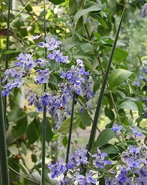 Une floraison abondante fournira un hivernage frais