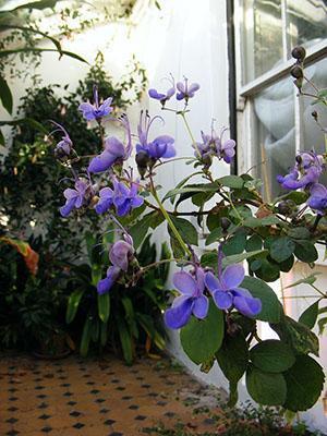 Prendre soin de Clerodendrum ougandais n'est pas difficile