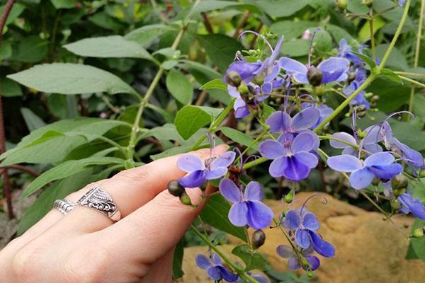 La taille d'un clérodendrum produit un arbre compact