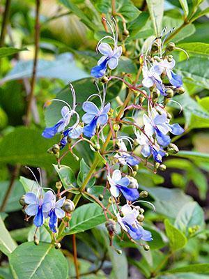 Clerodendrum ougandais en fleurs