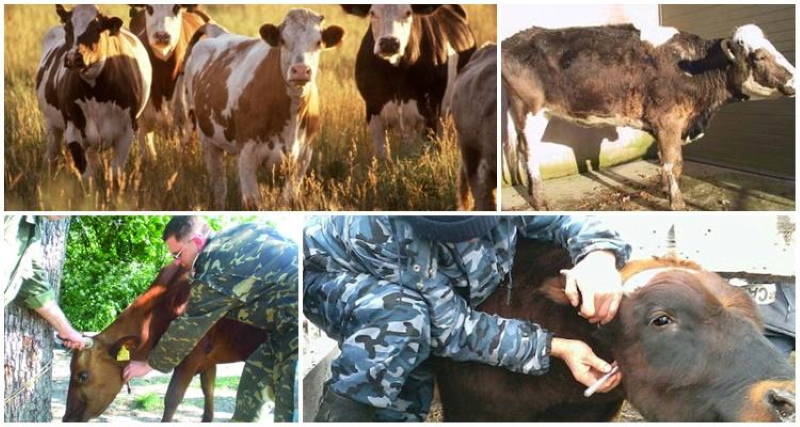 quel est le danger de la leucémie chez les vaches pour l'homme