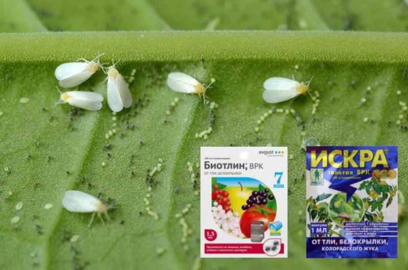 Mosca blanca en plantas de interior cómo lidiar con las drogas