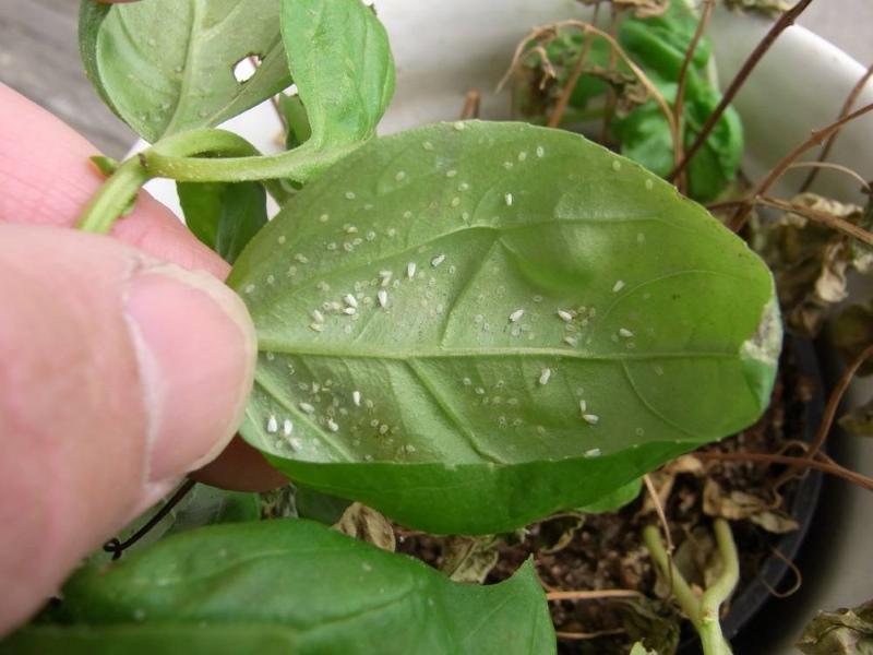 mosca blanca en plantas de interior cómo luchar