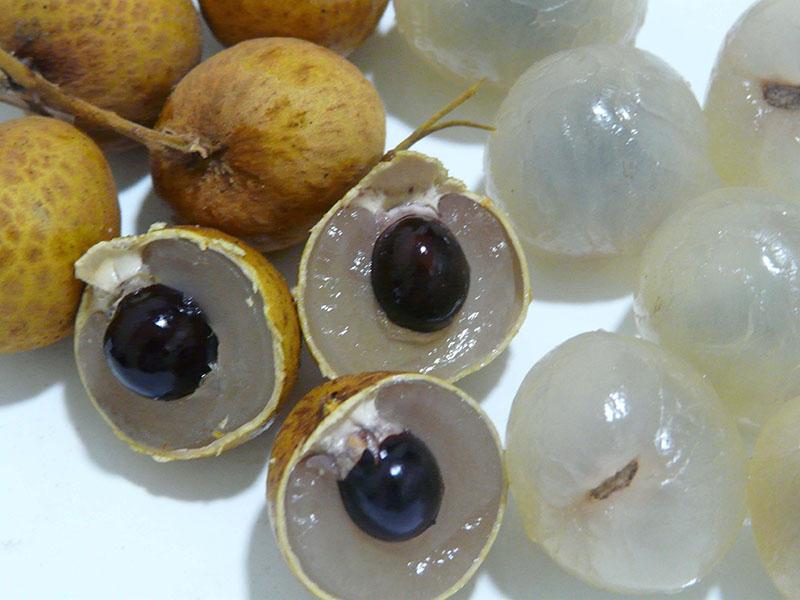 fruit mûr de longane