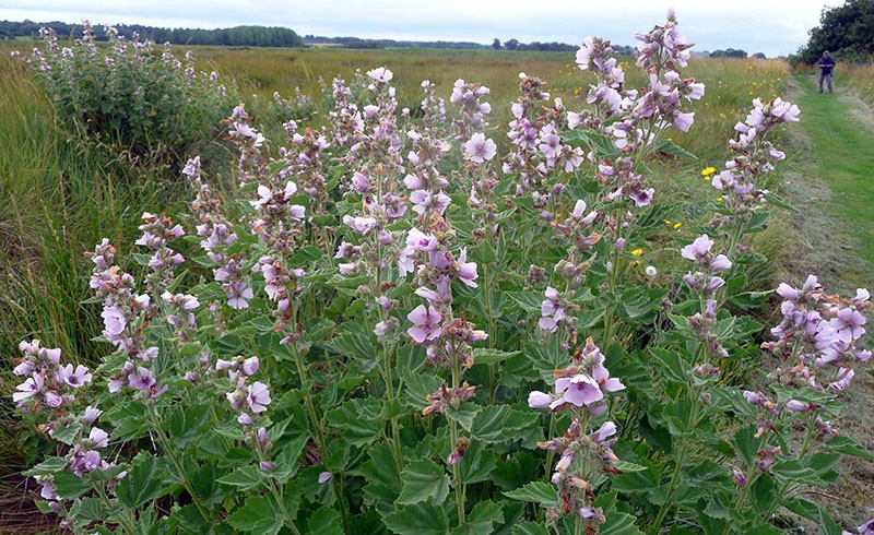 guimauve officinalis