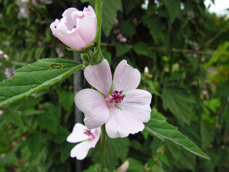 fleurs de guimauve