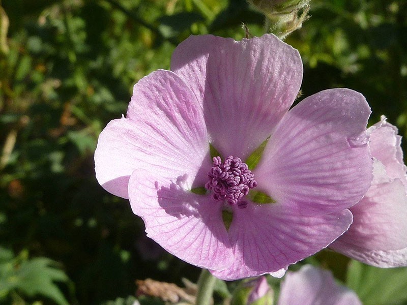 structure de fleur de guimauve