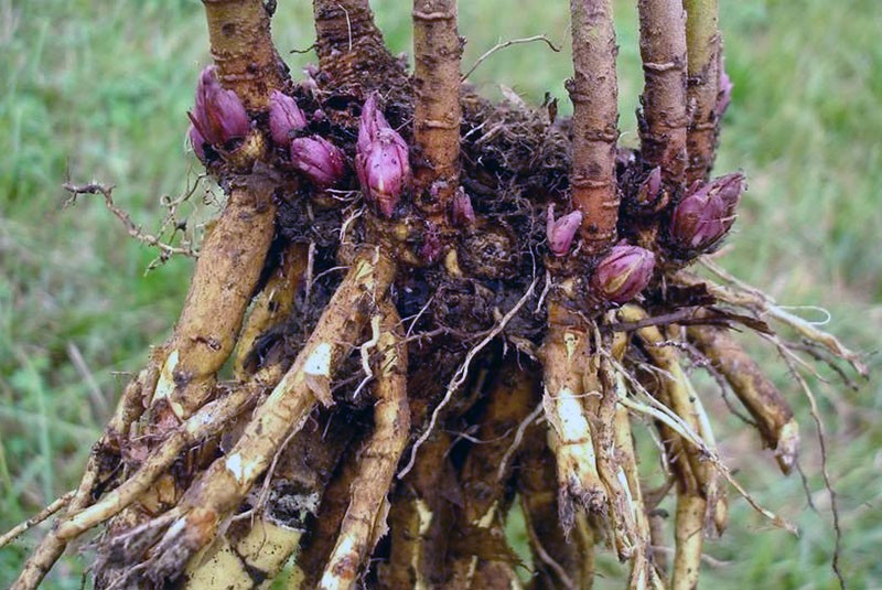 récolte des racines de guimauve