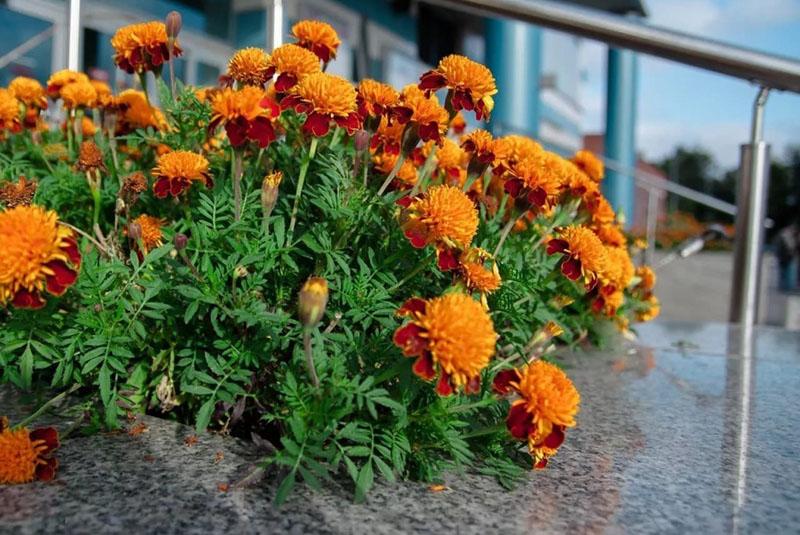 Flores medicinales únicas en el macizo de flores.