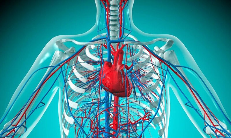 sistema circulatorio humano