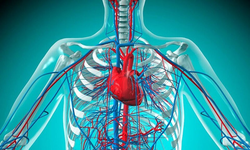 système circulatoire humain