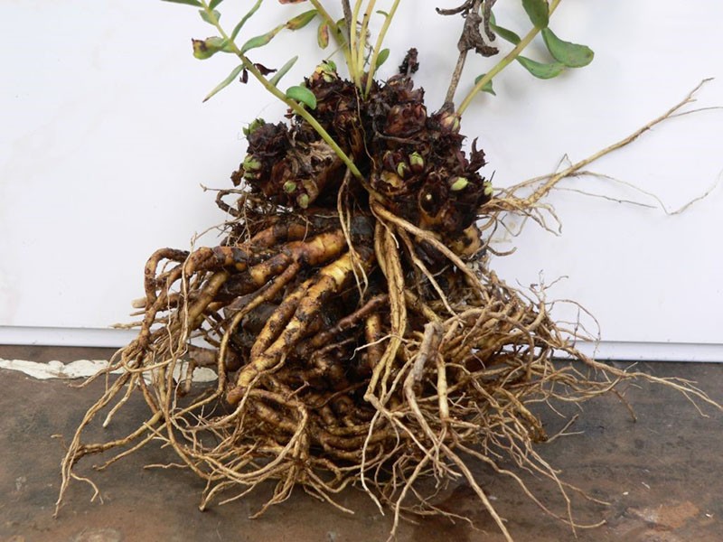 el uso de la raíz dorada en medicina