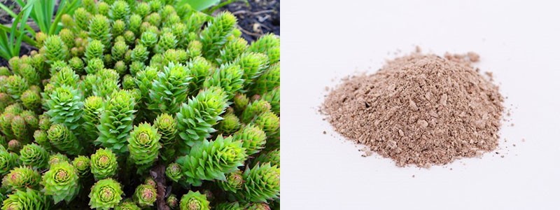 rhodiola rosea y raíz dorada