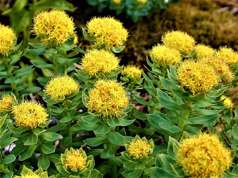 Flores rosadas de Rhodiola