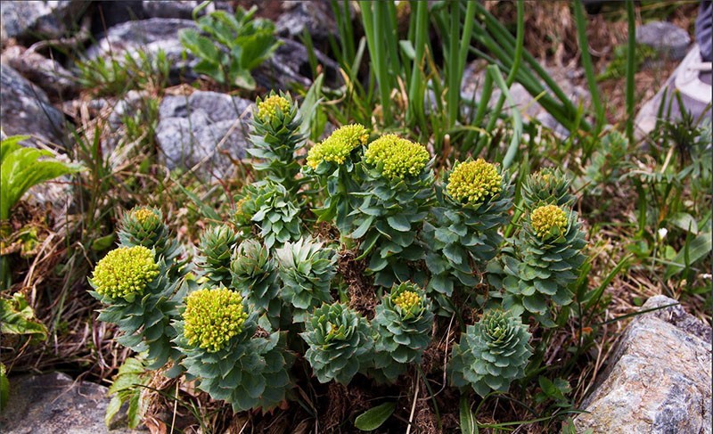 rhodiola rosea en la naturaleza