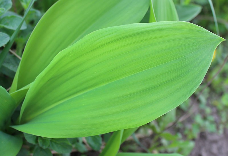 feuilles de muguet