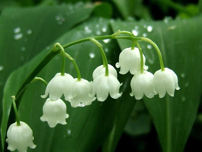 propriétés médicinales et contre-indications du muguet