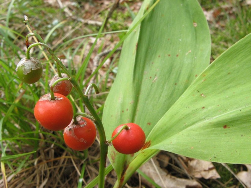 le muguet est toxique