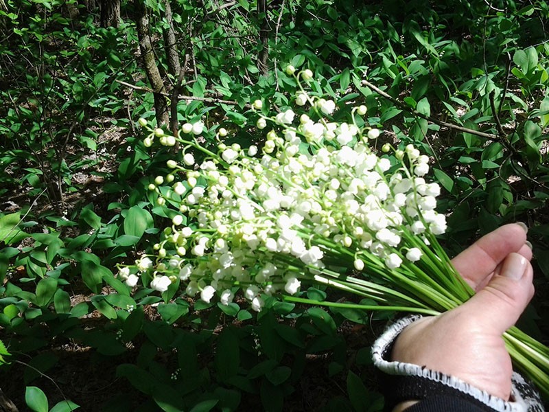 bouquet de muguet