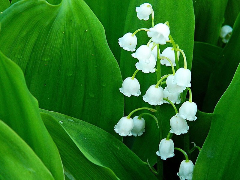 fleur de printemps muguet