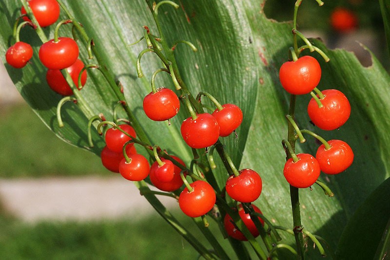 baies de muguet