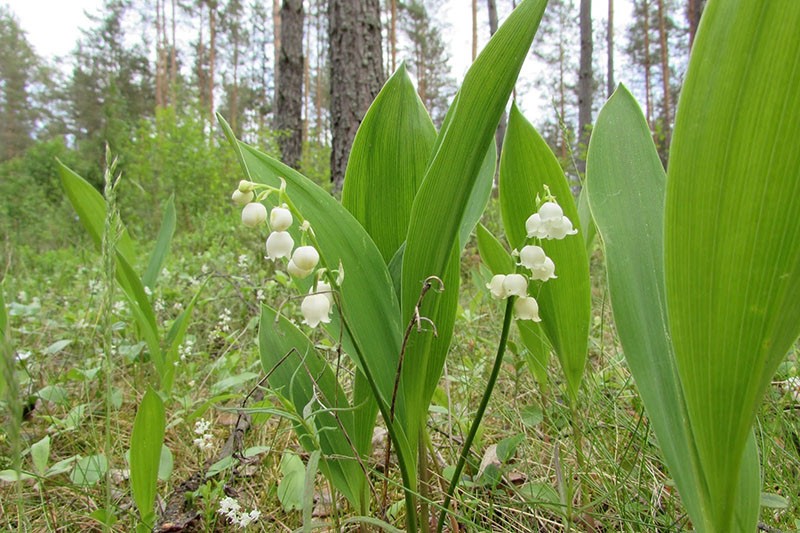 les muguets fleurissent dans la forêt