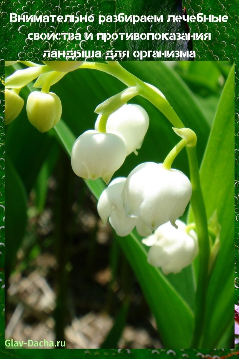 propriétés médicinales et contre-indications du muguet