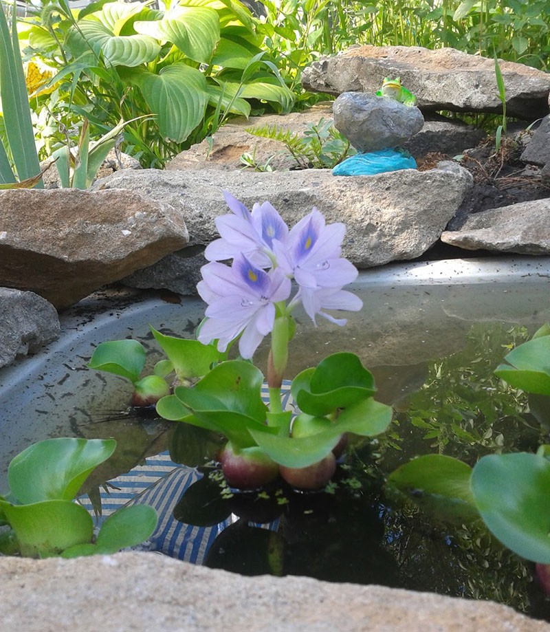 eichornia dans l'étang