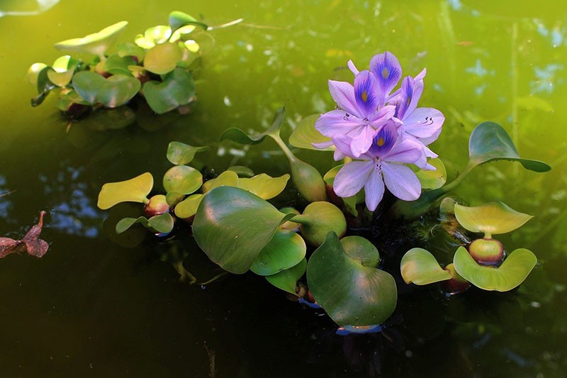 jacinthe d'eau plante monocotylédone