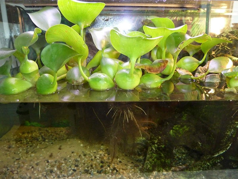 Jacinthe d'eau eichornia dans l'aquarium