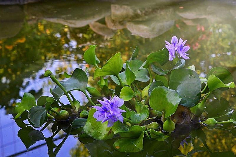 eichornia fleurit