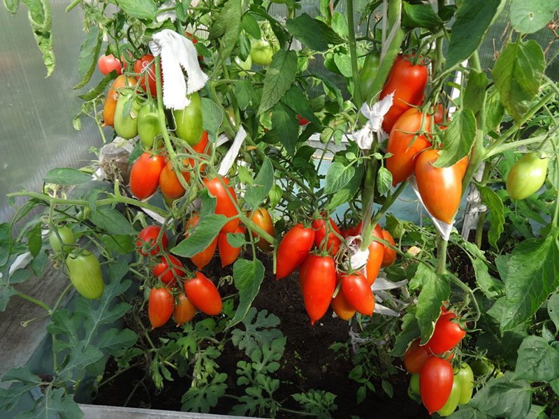tomate Niagara de la selección de Siberia